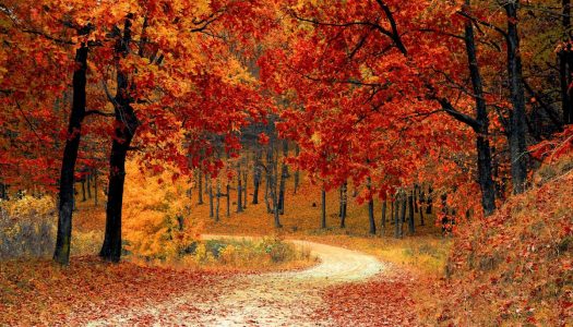 Die schönsten Fotolocations für den Herbst